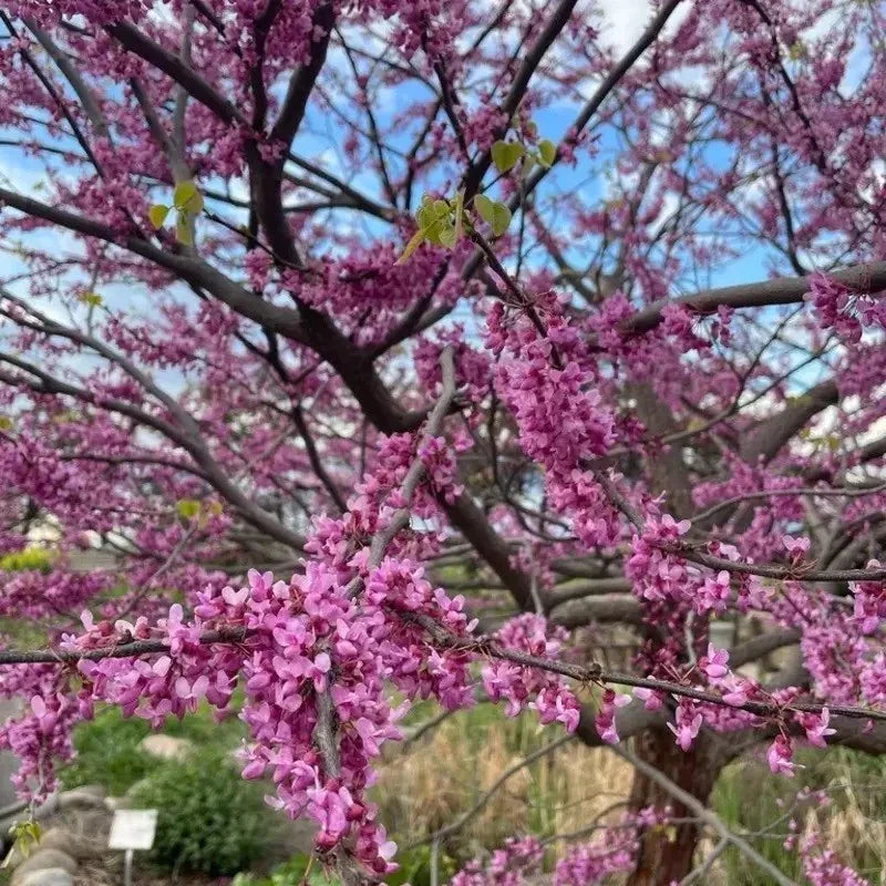 Pink flowering tree with a clear blue sky in the background
