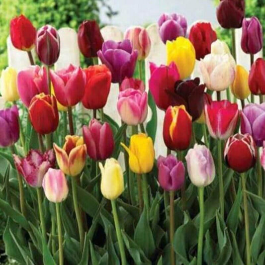 5 Hybrid Tulip Flower Bulbs - Mix Perennials - Seed World