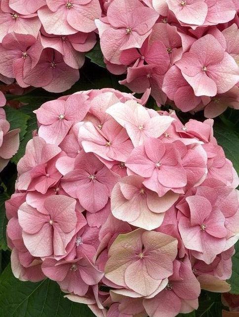 5 Hydrangea Seeds – Mixed Colors