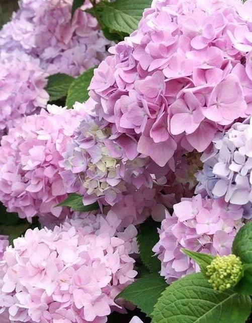 5 Hydrangea Seeds – Mixed Colors
