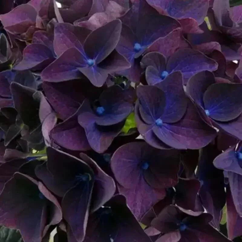 5 Hydrangea Seeds β Garden-Ready Perennial Beauty - Seed World