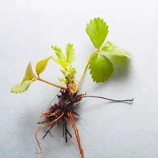 5 Jewel Strawberry Bare Root Plants - Seed World