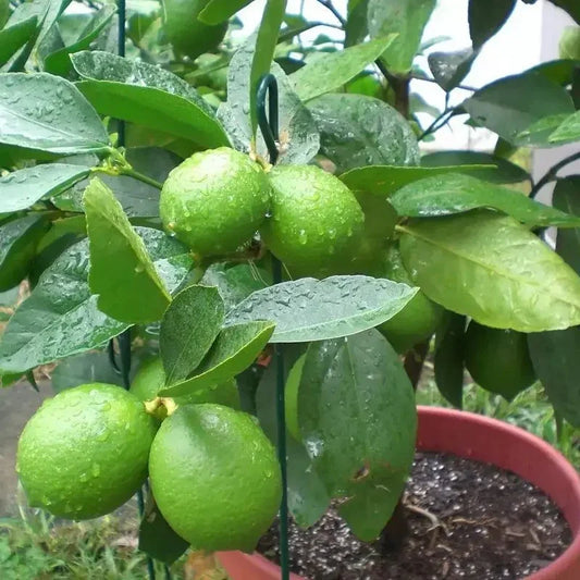 5 Kaffir Lime Tree Seeds – Citrus Hystrix - Seed World