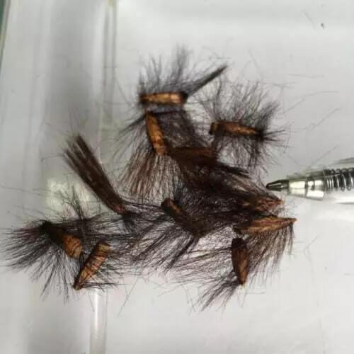 5 King Protea (Protea cynaroides) Seeds