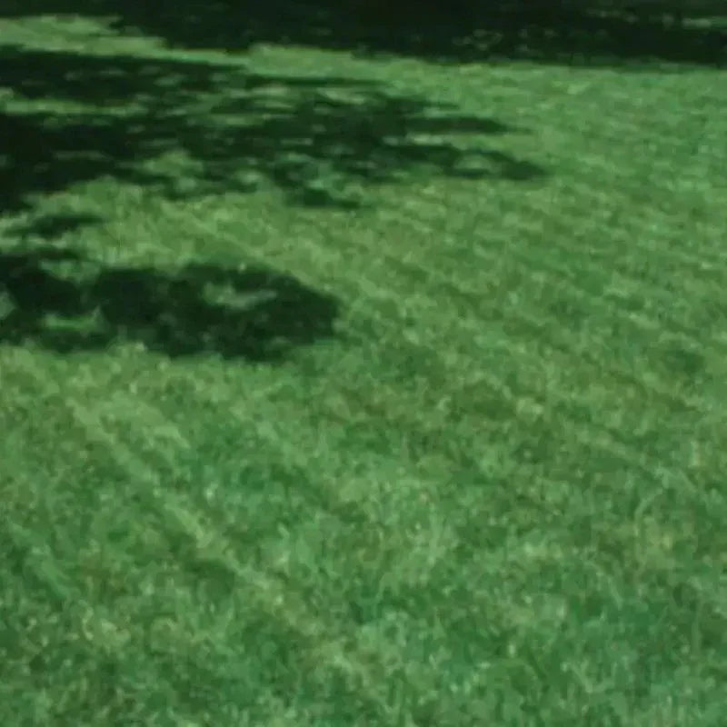 5 lbs Turf Type Tall Fescue Lawn Grass Seeds - Seed World