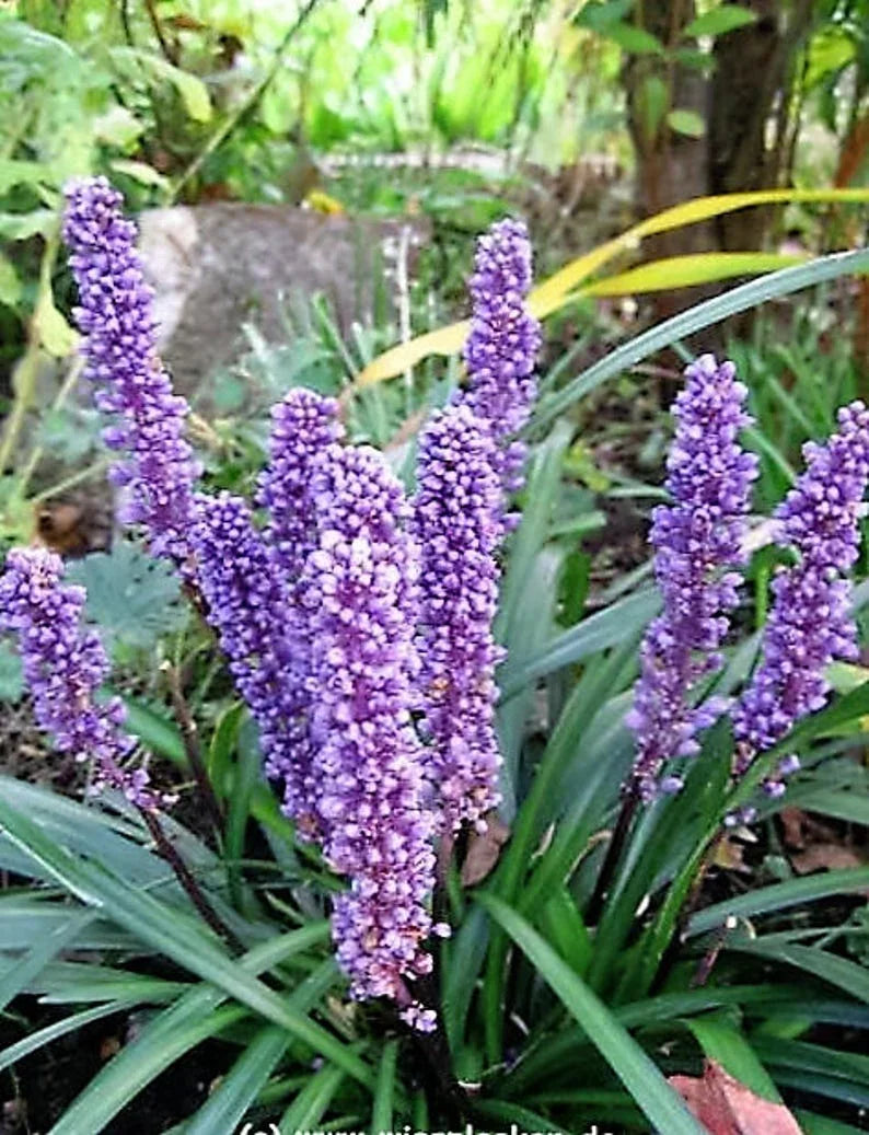 5 Lilyturf - Big Blue Lily Turf Seeds - Seed World