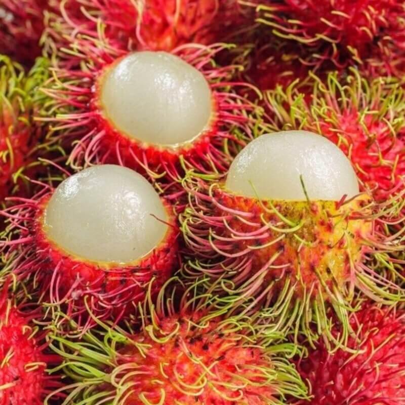 5 Rambutan Seeds - Seed World