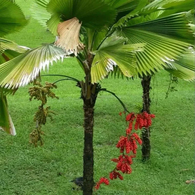 5 Ruffled Fan Palm Seeds - Licuala Grandis - Seed World