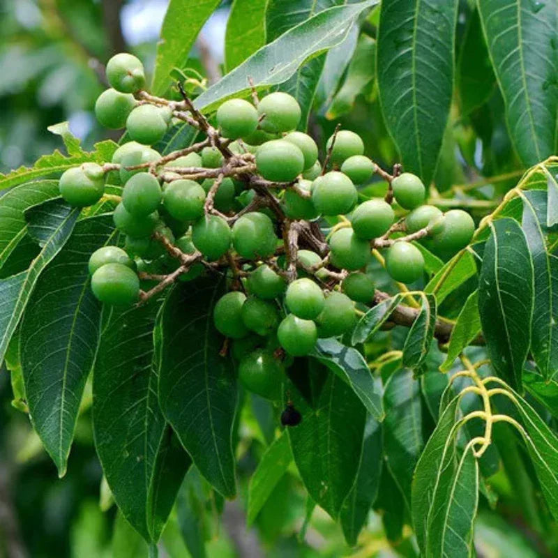 5 Sapindus Mukorossi Seeds - Seed World