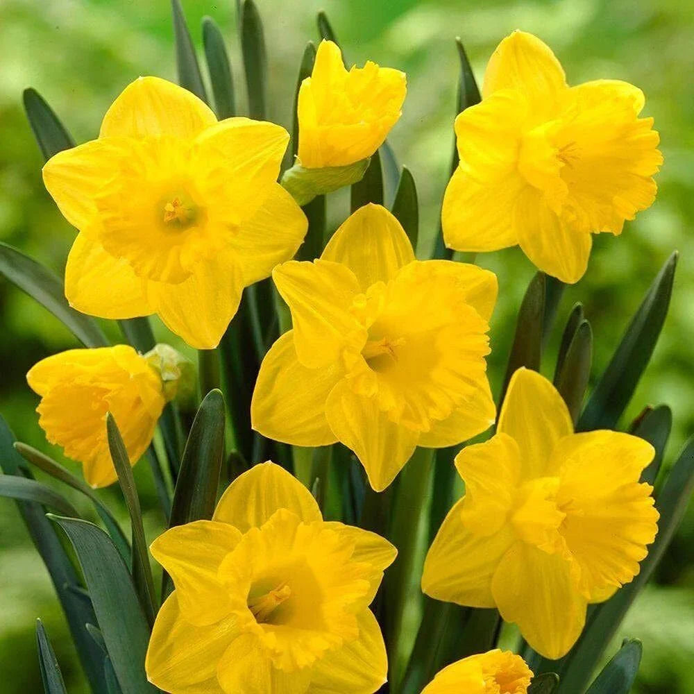 5 Yellow Daffodil - Narcissus Large Giant Bulbs - Seed World