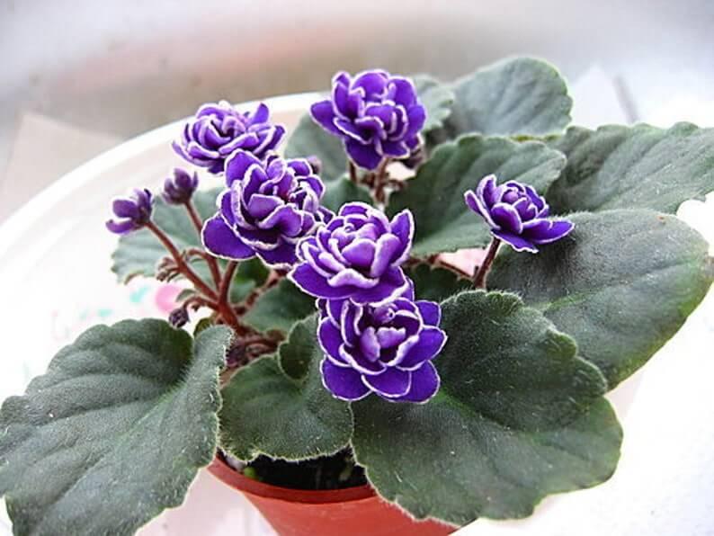 50 African Violet Flowers Seeds - Seed World