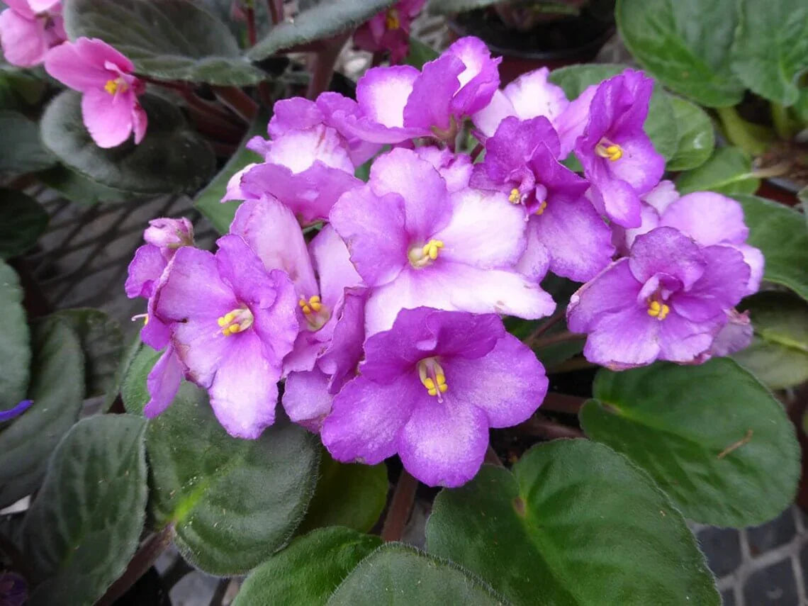 50 African Violet Flowers Seeds - Seed World