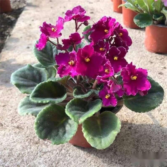 50 African Violet Flowers Seeds - Seed World