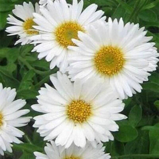 50 Aster Alpinus - Alpine Aster Seeds - Seed World
