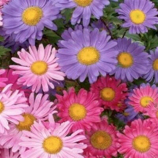 50 Aster Alpinus - Alpine Aster Seeds - Seed World