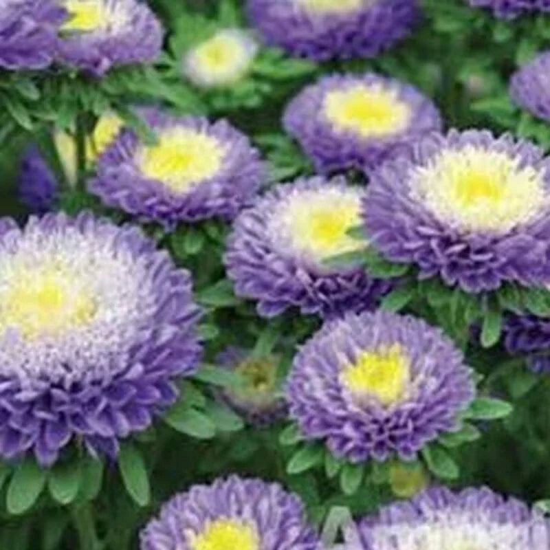 50 Aster - Callistephus Tall Pompon Seeds - Seed World
