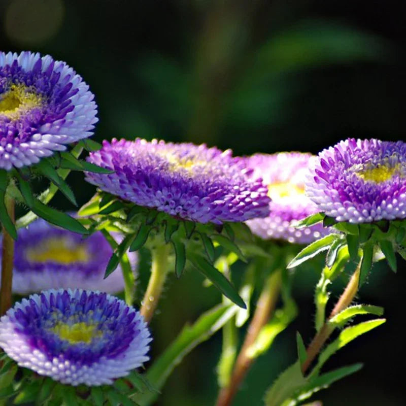 50 Aster - Callistephus Tall Pompon Seeds - Seed World
