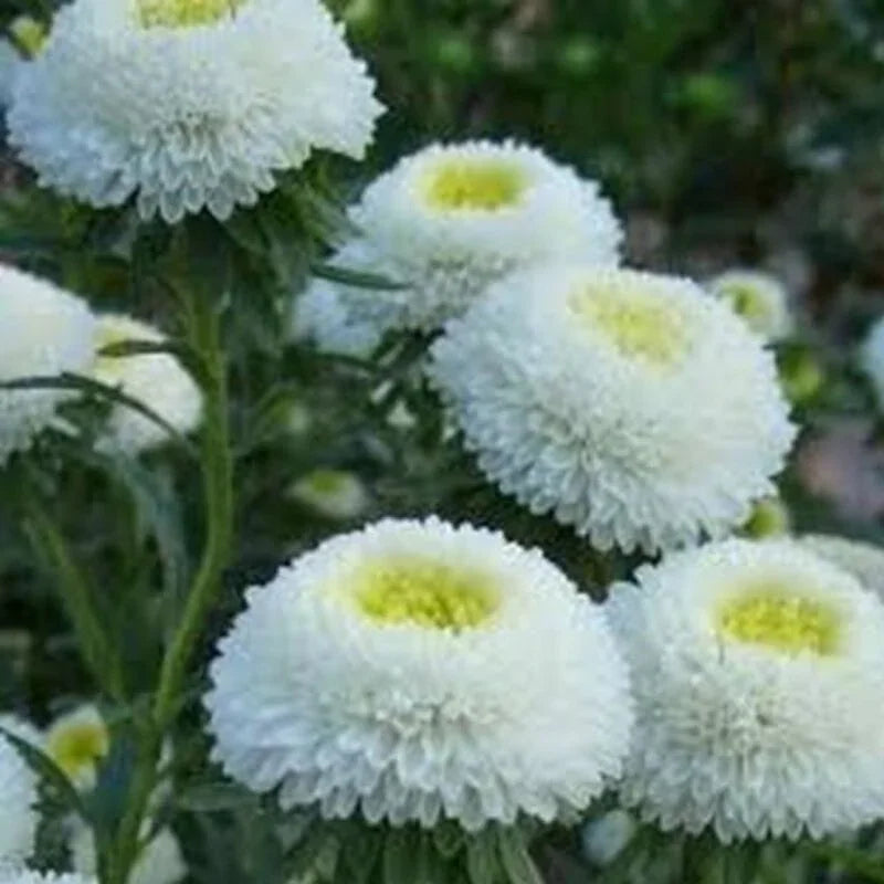 50 Aster - Callistephus Tall Pompon Seeds - Seed World