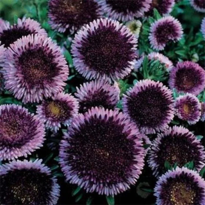50 Aster - Callistephus Tall Pompon Seeds - Seed World