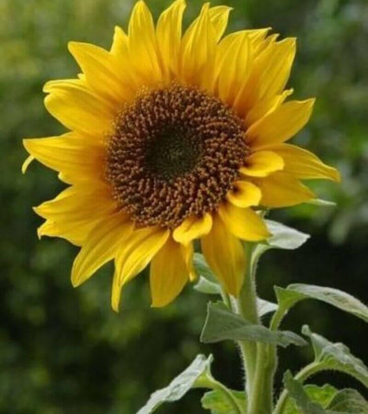 50 Black Oil Sunflower Seeds - Seed World