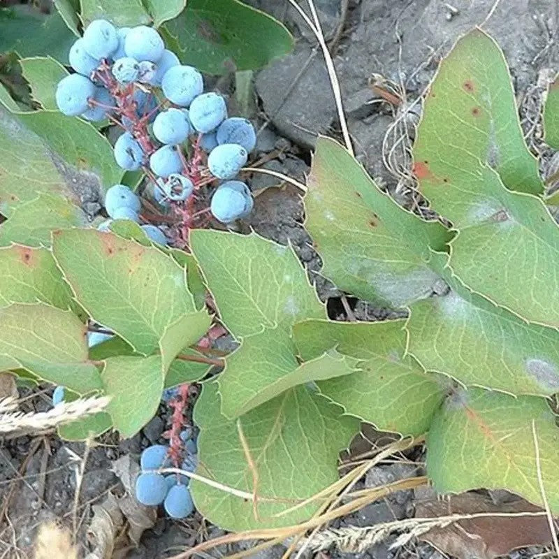 50 Creeping Oregon Grape (Mahonia Repens) Seeds - Seed World