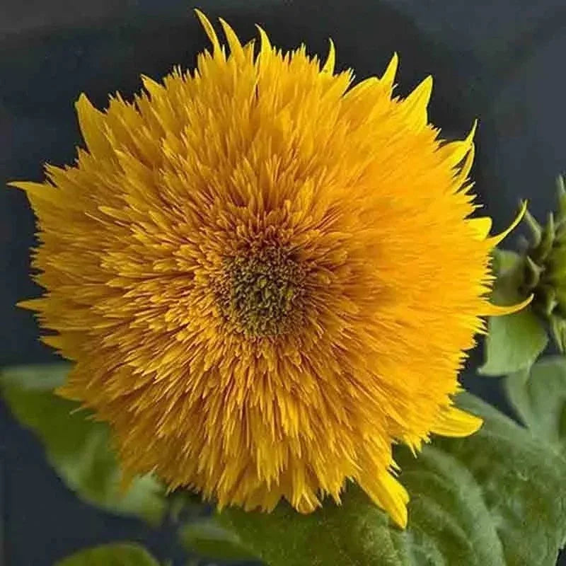 50 Double Tall Teddy Sunflower Seeds - Seed World