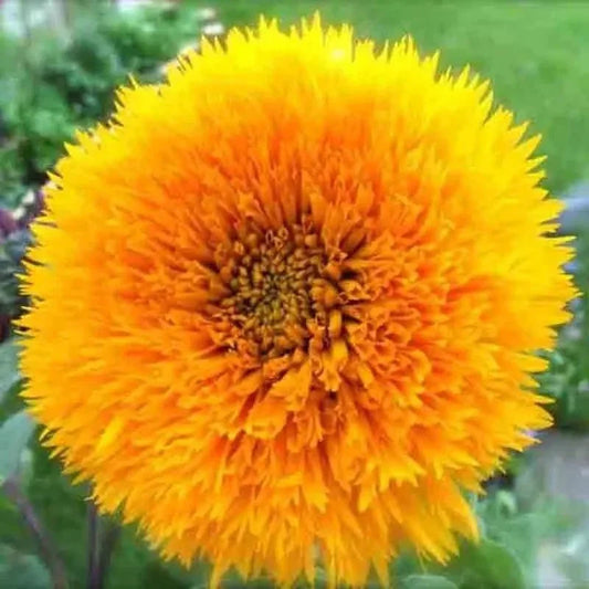 50 Double Tall Teddy Sunflower Seeds - Seed World