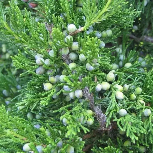 50 Eastern Red Cedar Seeds - Seed World