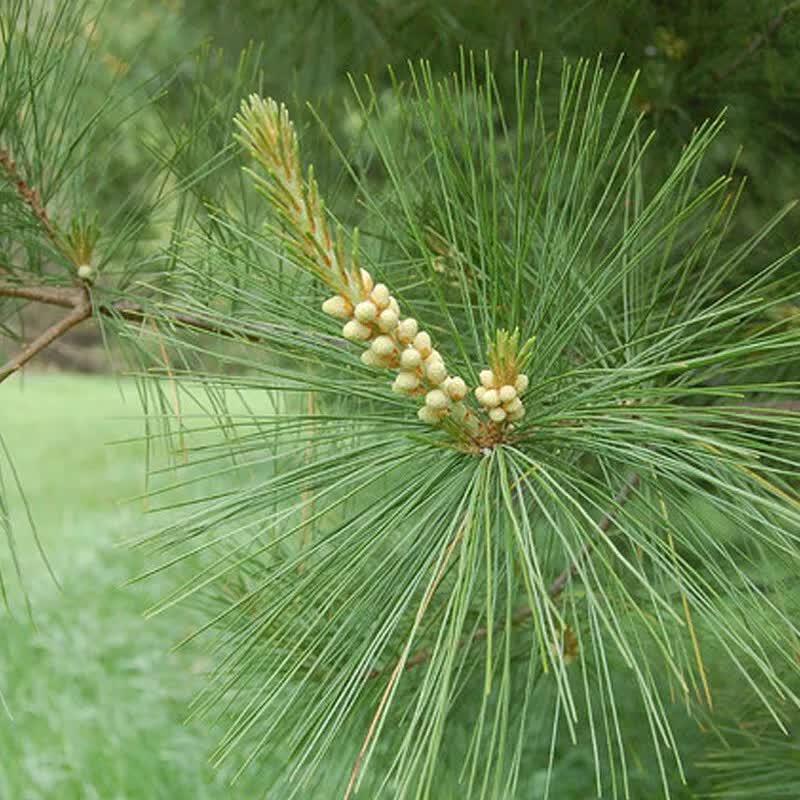 50 Eastern White Pine - Pinus Strobus Seeds - Seed World