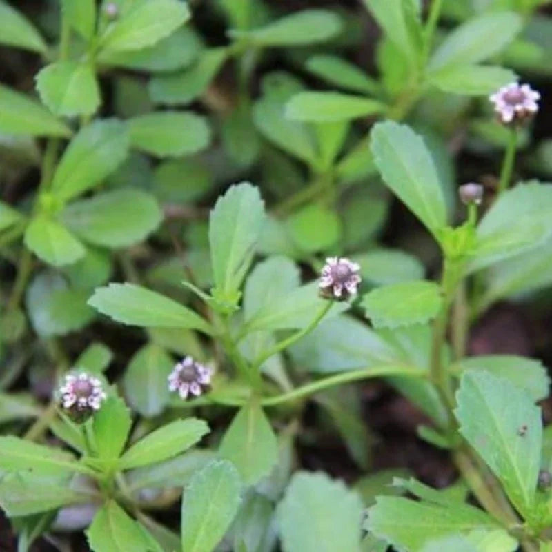 Small green plants with purple flowers in a natural setting