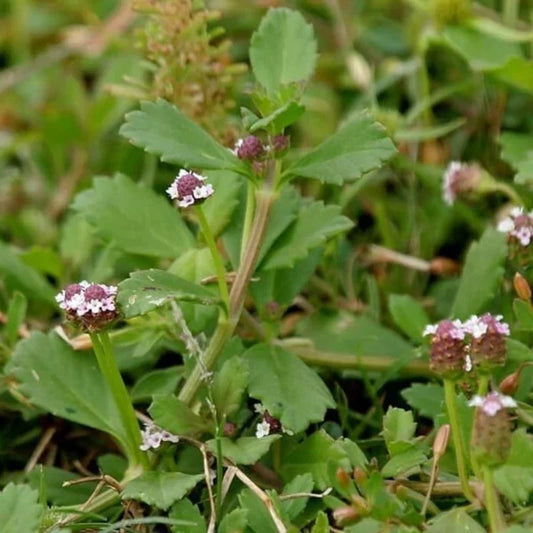 Small purple flowers with green leaves on a blurred green background