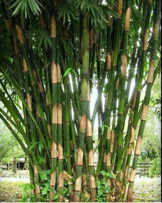 50 Giant Atter Bamboo Seeds - Seed World