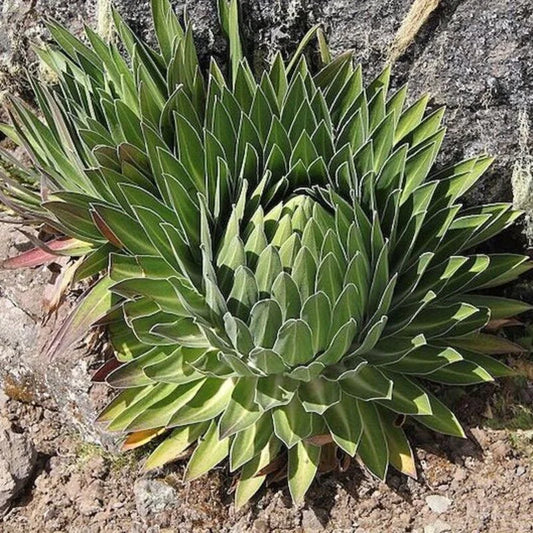 50 Giant Lobelia - Lobelia Telekii Seeds - Seed World