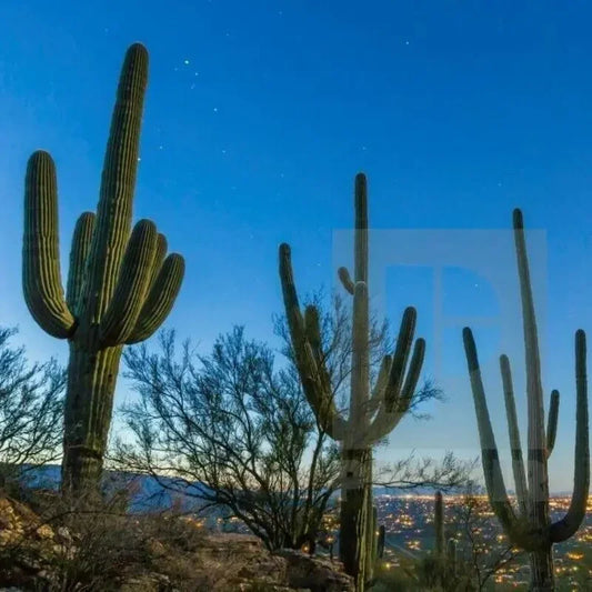 50 Giant Saguaro Cactus Seeds - Carnegiea Gigantea - Seed World