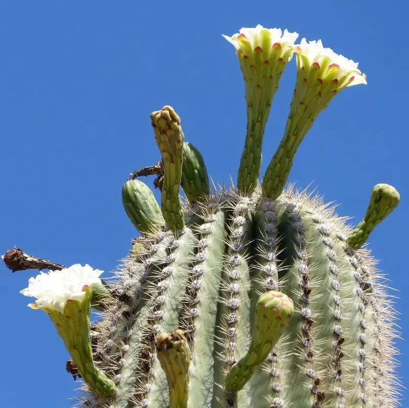 50 Giant Saguaro Cactus Seeds - Carnegiea Gigantea - Seed World