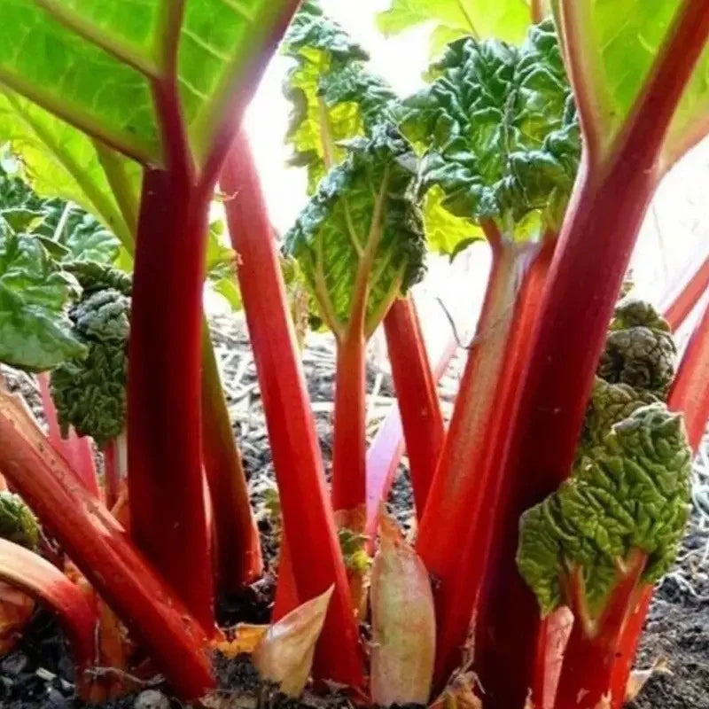 50 Glaskins Perpetual Red Rhubarb Seeds – Rheum rhabarbarum - Seed World