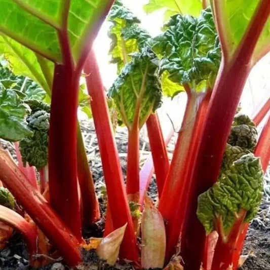 50 Glaskins Perpetual Red Rhubarb Seeds β Rheum rhabarbarum - Seed World