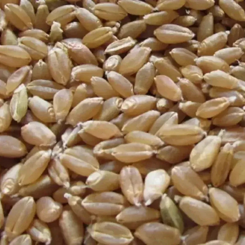 50 Hard Red Winter Wheat Seeds - Seed World