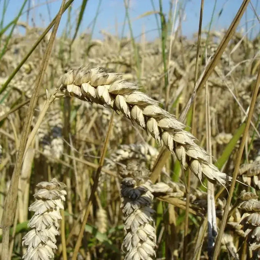 Close-up of wheat ears in a field with a blurred background