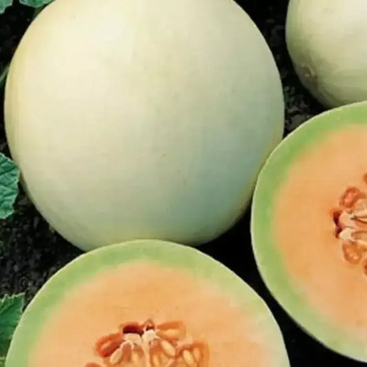 50 Honeydew Cantaloupe Seeds - Seed World