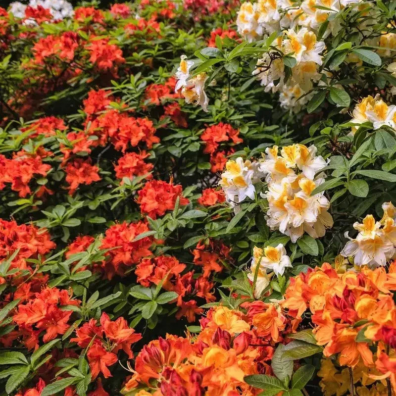 50 Hybrids Rhododendron Seeds - Mix - Seed World
