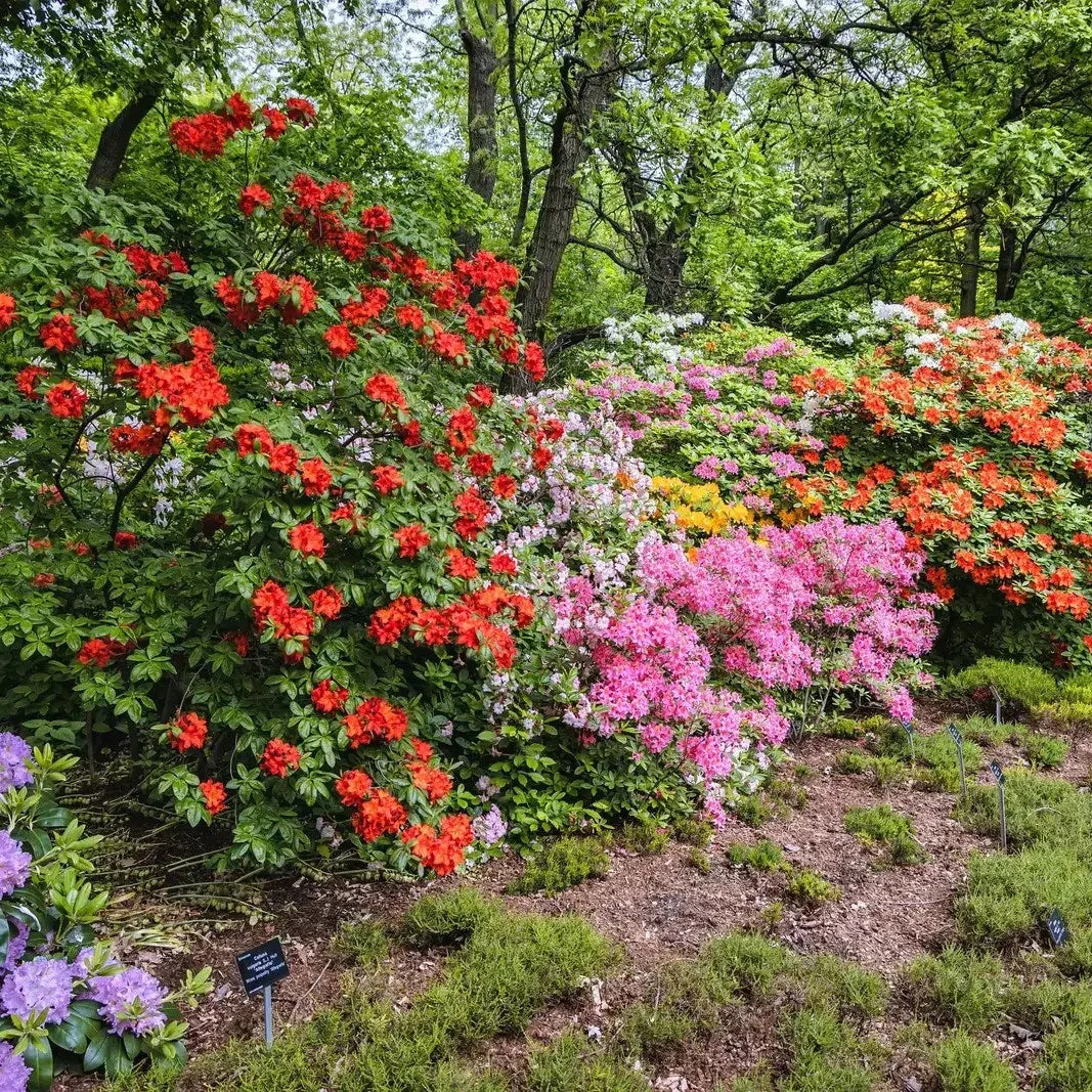 50 Hybrids Rhododendron Seeds - Mix - Seed World