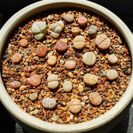 50 Living Stones Succulent Lithops Seeds - Mix - Seed World