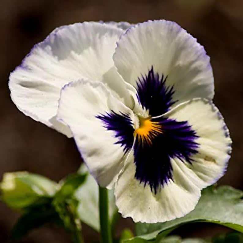 50 Pansy Seeds - Swiss Giant Mix Flower - Seed World