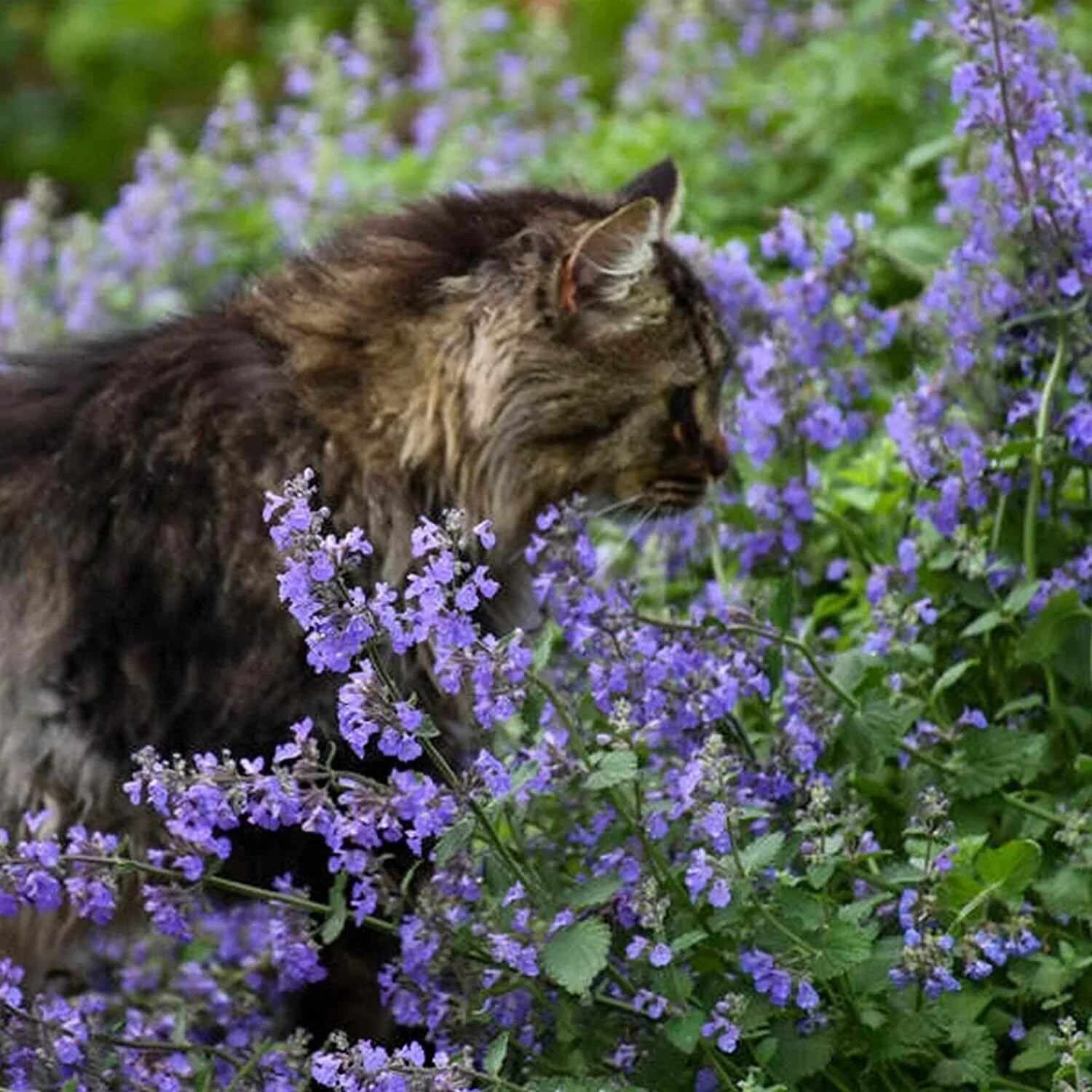50 Persian Catmint - Mussin's Nepeta Seeds - Seed World