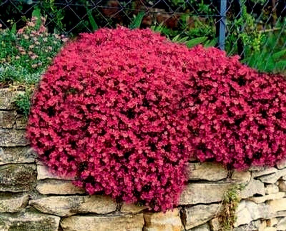 Red flowering shrub against a stone wall with greenery