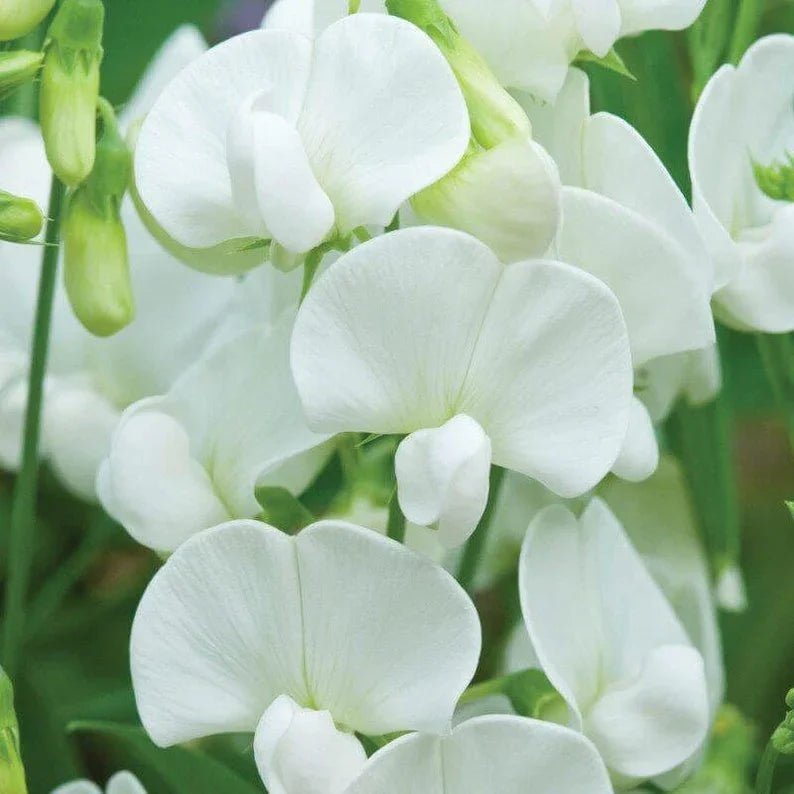 50 Royal White Sweet Pea Seeds - Seed World