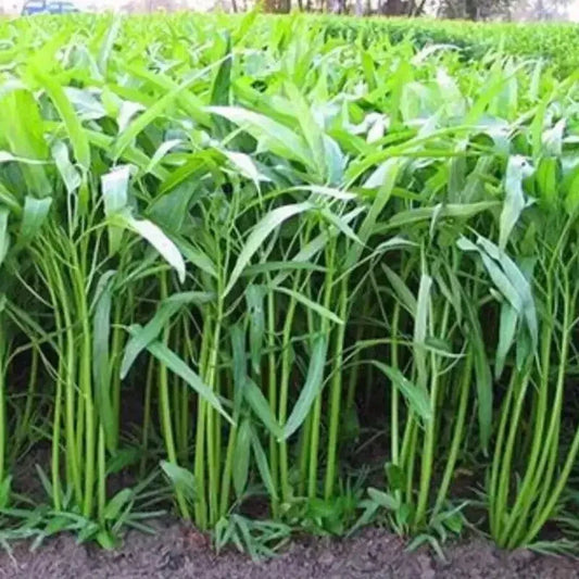 50 Water Spinach Seeds - Seed World