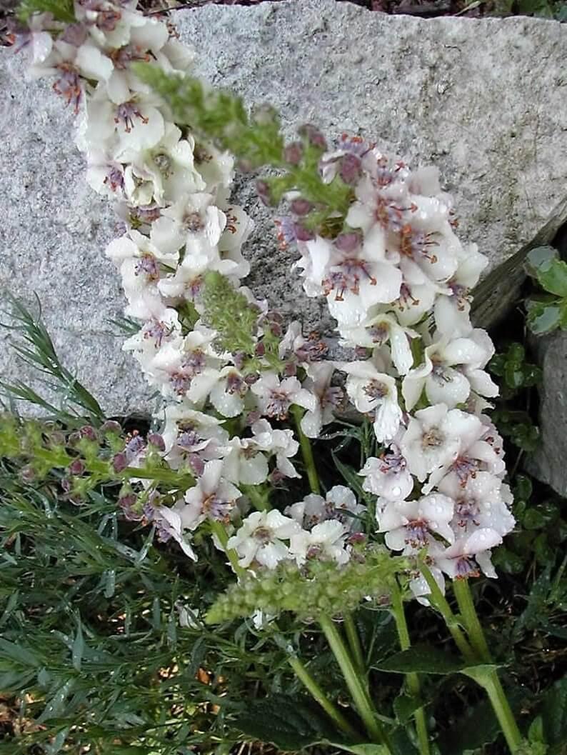 50 Wedding Candles Verbascum Seeds - Seed World