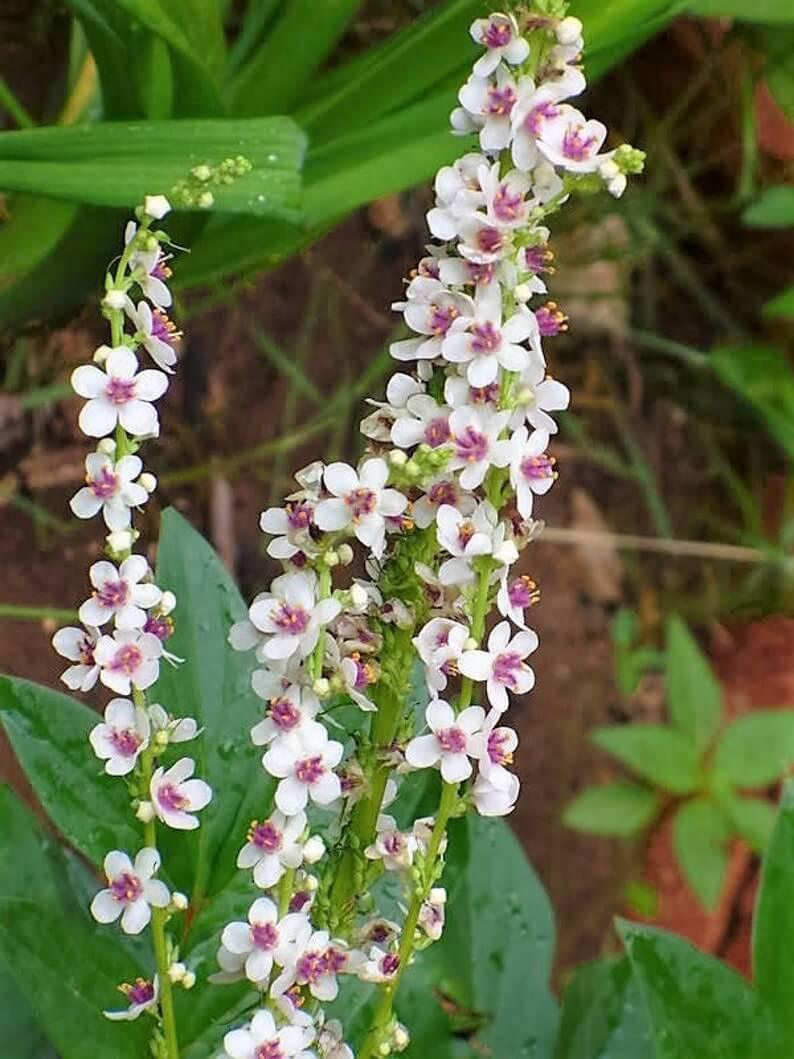 50 Wedding Candles Verbascum Seeds - Seed World